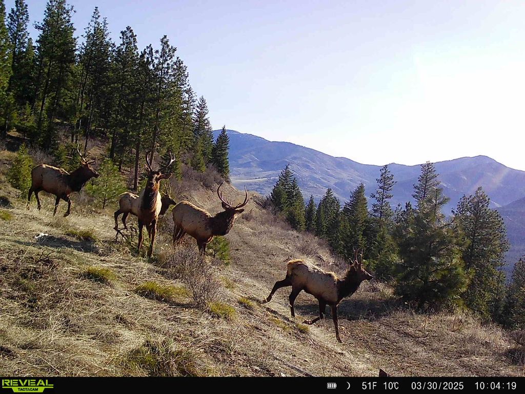 Nhn Bulls & Bucks Ranch, Plains, MT 59859 photo 100