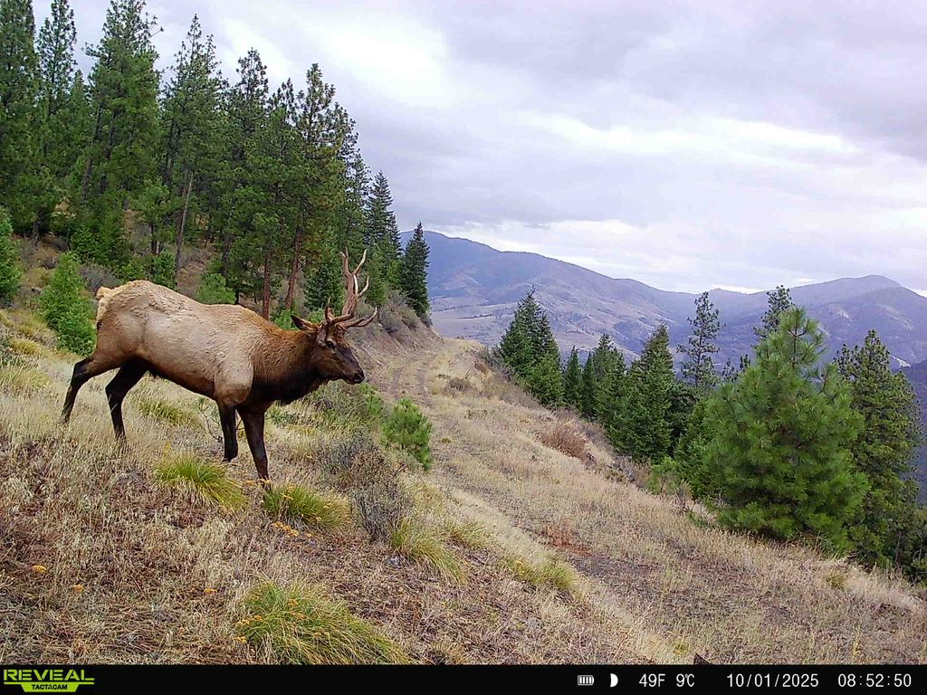 Nhn Bulls & Bucks Ranch, Plains, MT 59859 photo 101