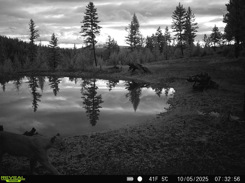 Nhn Bulls & Bucks Ranch, Plains, MT 59859 photo 94