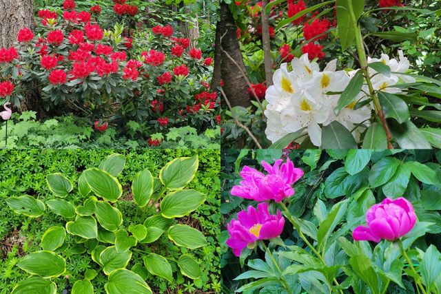 30916 Bambi Drive, Shingletown, CA 96088