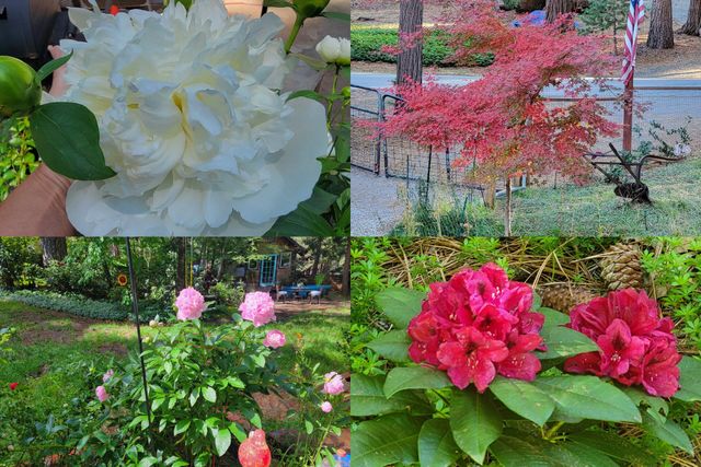 30916 Bambi Drive, Shingletown, CA 96088