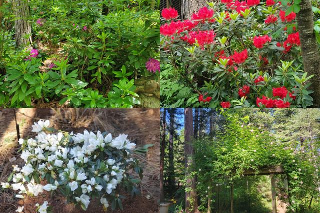 30916 Bambi Drive, Shingletown, CA 96088