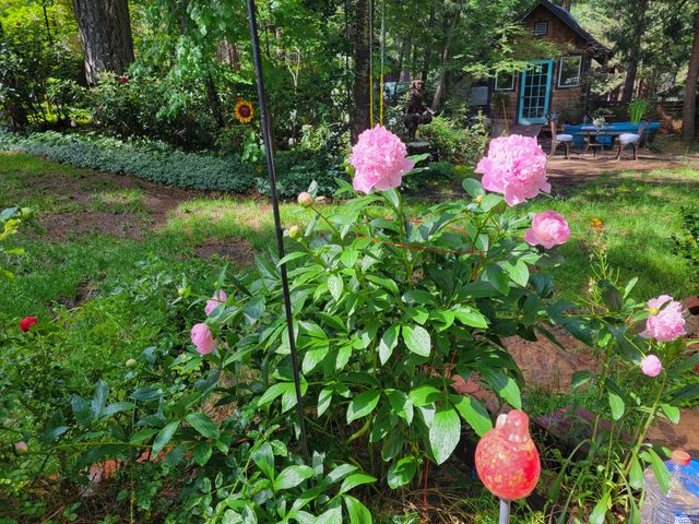 30916 Bambi Drive, Shingletown, CA 96088