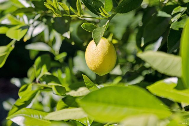 85 Berens Dr, Kentfield, CA 94904