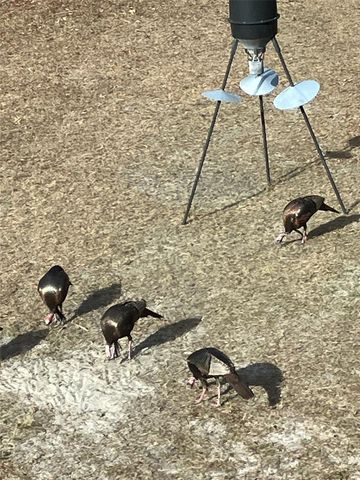 4250 NW 81ST LANE, Bell, FL 32619