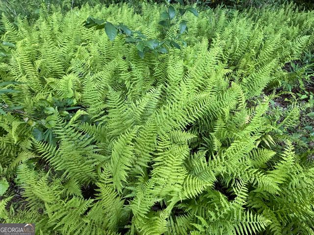 LOT 18 Mt. Springer Road, Ellijay, GA 30540