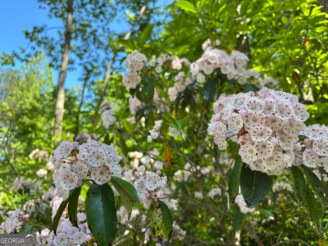 LOT 18 Mt. Springer Road, Ellijay, GA 30540