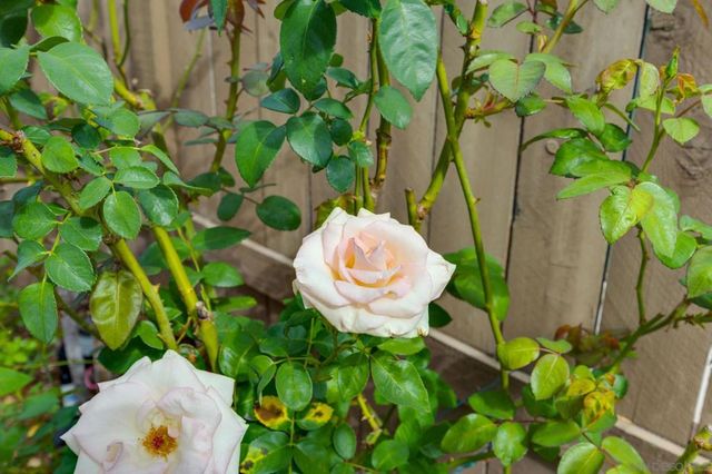 7957 Auberge Circle, San Diego, CA 92127