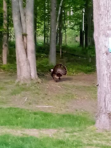 745 Wolverine Drive, Gladwin, MI 48624