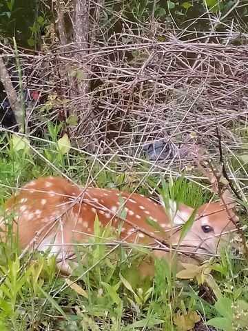 745 Wolverine Drive, Gladwin, MI 48624