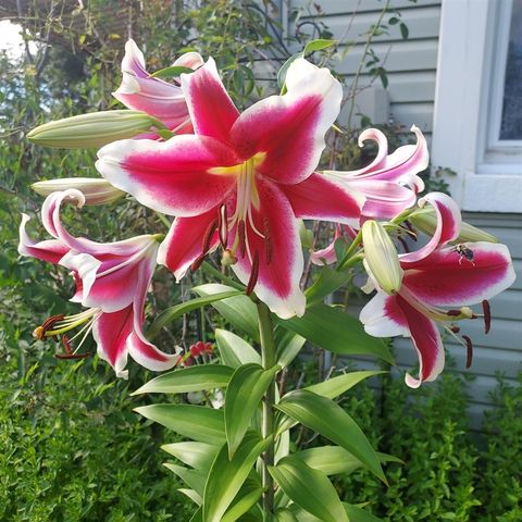 1934 Nazareth Road, Kalamazoo, MI 49048