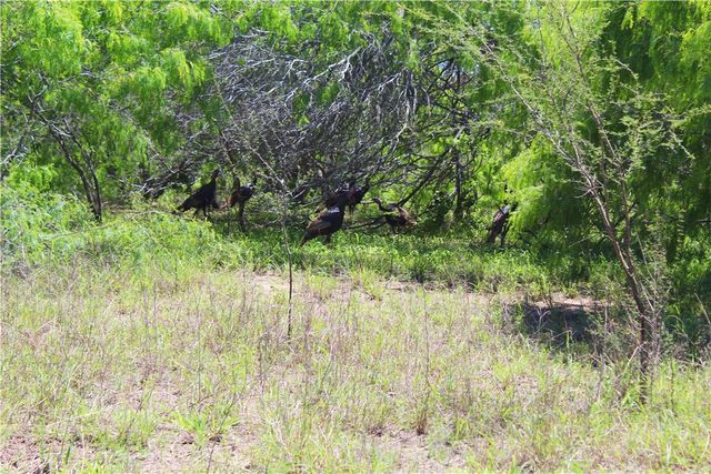 00 N County Road 1026, Kingsville, TX 78363