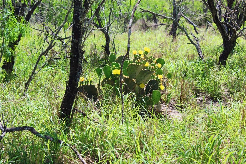 00 N County Road 1026, Kingsville, TX 78363