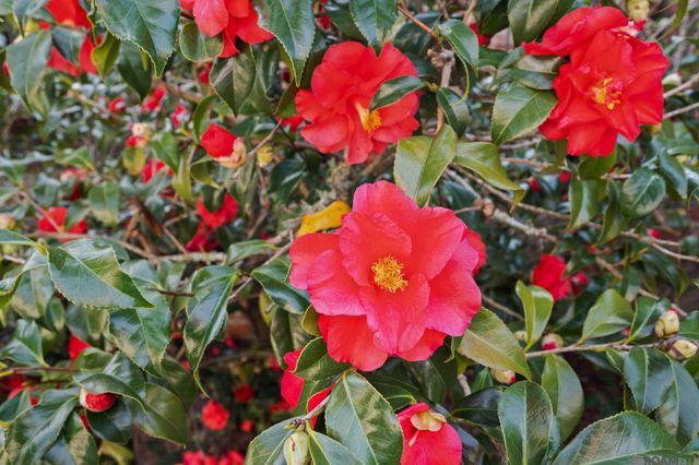 19423 Cape Hart Ct, Saint George, LA 70809