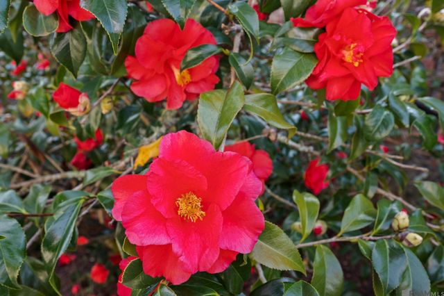 19423 Cape Hart Ct, Saint George, LA 70809