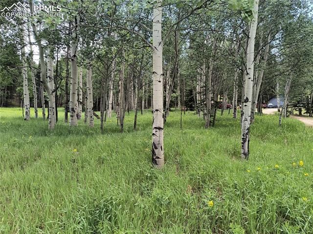 Will Scarlet Drive, Divide, CO 80814