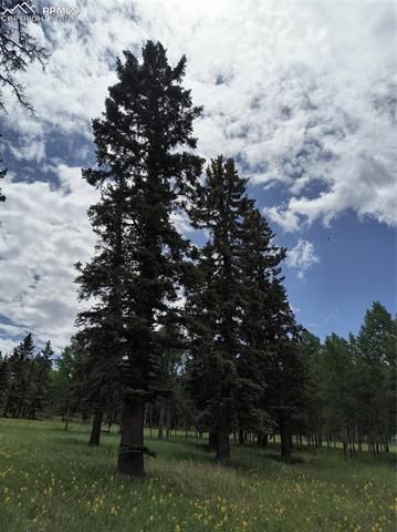 Will Scarlet Drive, Divide, CO 80814
