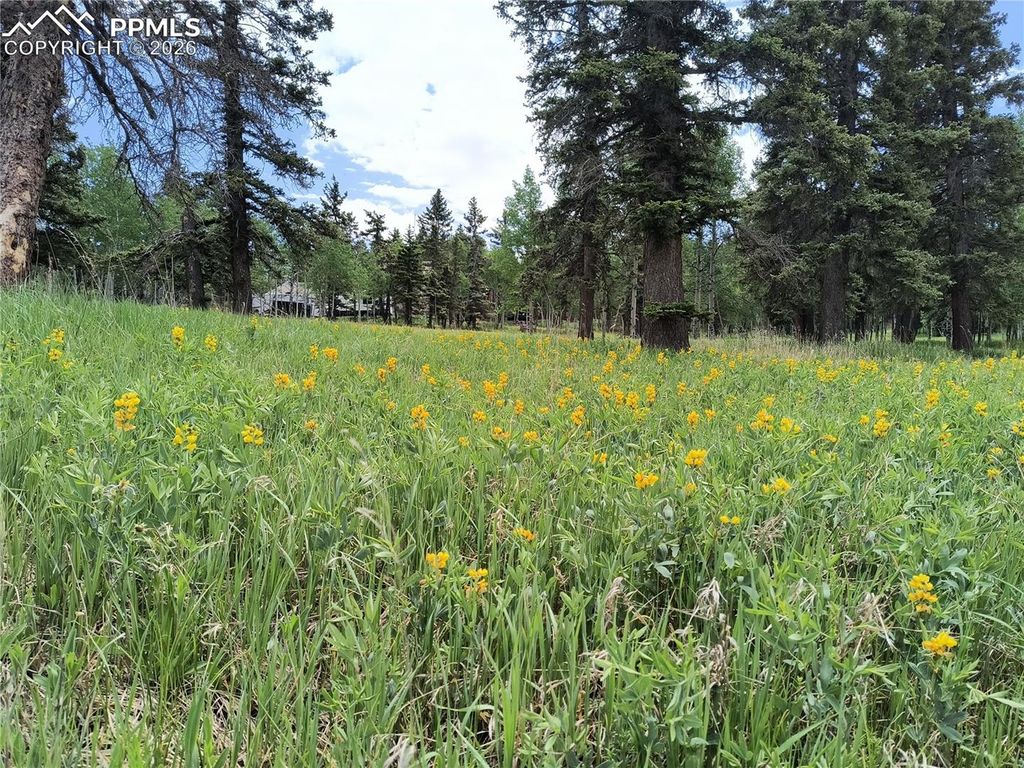 Will Scarlet Drive, Divide, CO 80814