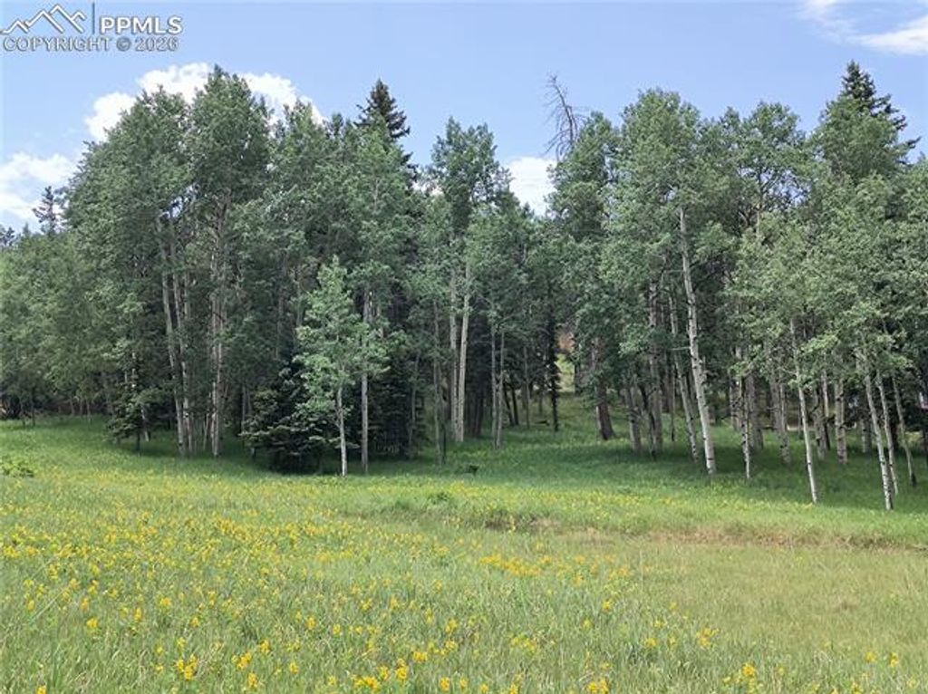 Will Scarlet Drive, Divide, CO 80814 — photo 2