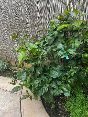 718 Roble Street, Watsonville, CA 95076