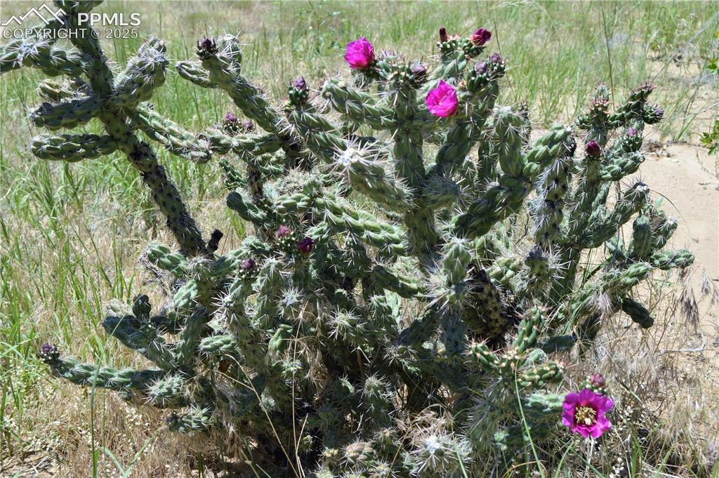 205 Hoofprint Court, Walsenburg, CO 81089 — photo 5