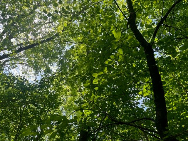 Lot 0 Pine Street S, Mchenry, IL 60051
