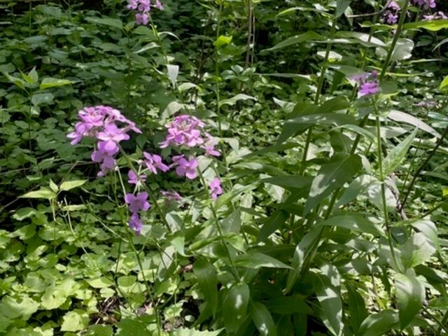 Lot 0 Pine Street S, Mchenry, IL 60051