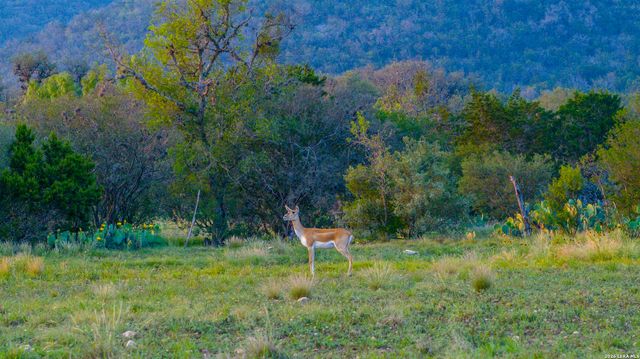 000 RM 336, Leakey, TX 78873