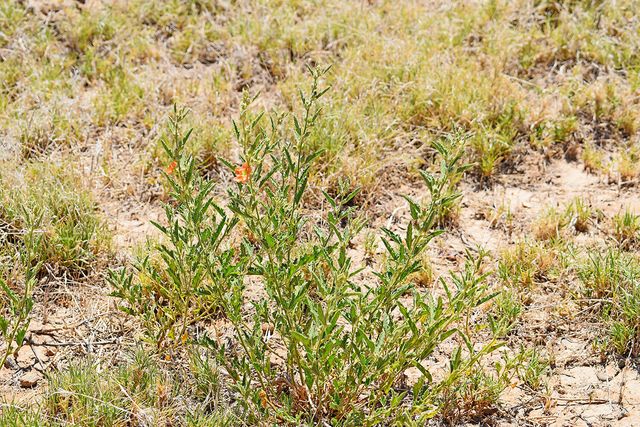 Lot 105 Rancho Rio Grande 16e, Los Lunas, NM 87031