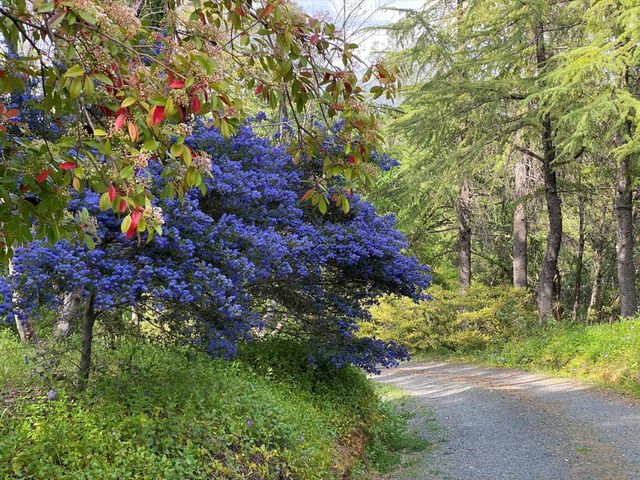 14511 Clear Creek Pl, Grass Valley, CA 95949