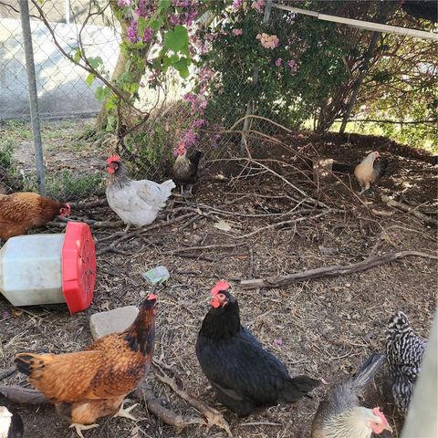 26739 FOAMFLOWER BOULEVARD, Wesley Chapel, FL 33544