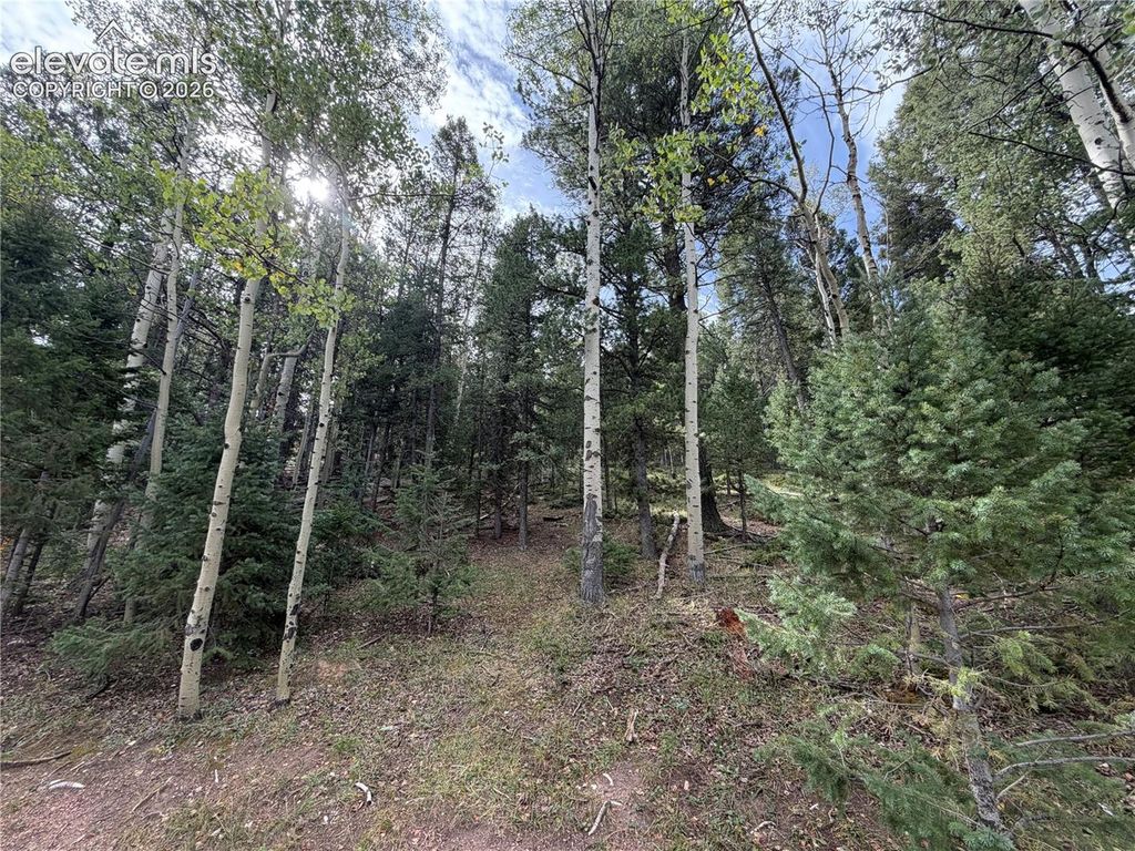 118 Will Stutley Drive, Divide, CO 80814 — photo 3