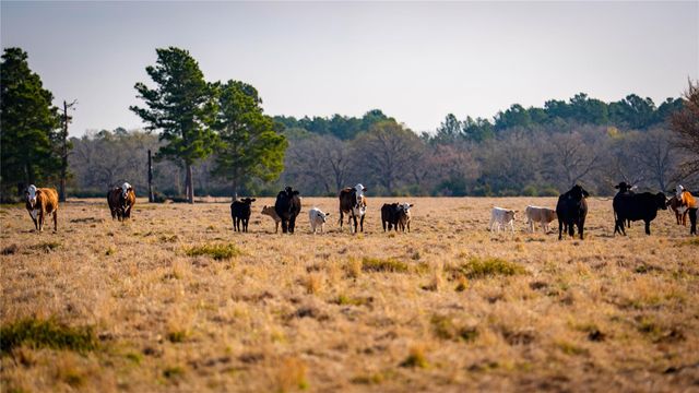 10999 Fm 230, Lovelady, TX 75851