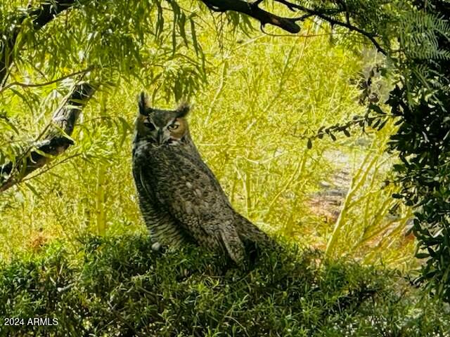 28217 N 139th Street, Scottsdale, AZ 85262