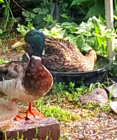 308 Adams STREET, Fort Atkinson, WI 53538