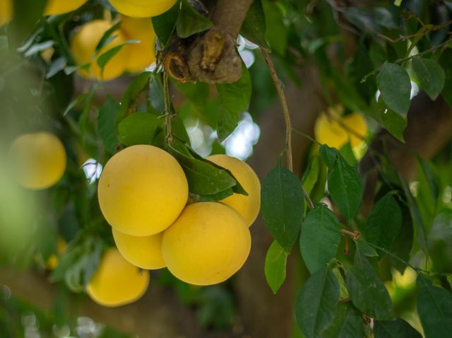 424 Morton Avenue, Sanger, CA 93657