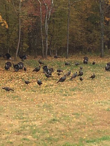 225 Kelso Smithland Rd Tract 1, Kelso, TN 37348