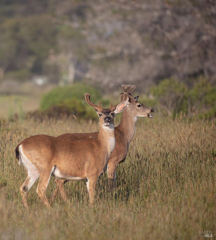 39574 Leeward Rd, The Sea Ranch, CA 95497