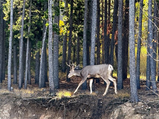 20341 Maxwell Dr, Morrison, CO 80465