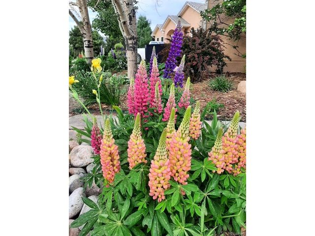 1009 Slate Way, Monument, CO 80132