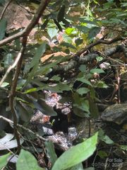 TBD Little Squirrel Creek Road, Newland, NC 28657