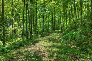 Lot 106 Mountain Creek Hollow Drive, Talking Rock, GA 30175
