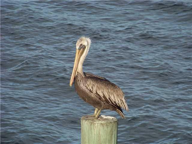15924 Laurel Oak Circle, Delray Beach, FL 33484