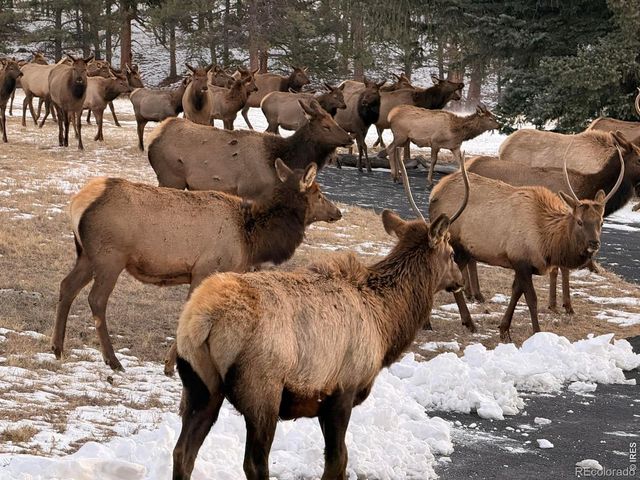 1041 Otis Lane, Estes Park, CO 80517