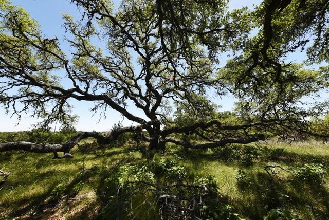 431 Oak Haven, Spring Branch, TX 78070
