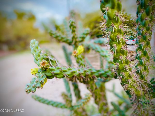 403 S El Paso Avenue, Tucson, AZ 85701