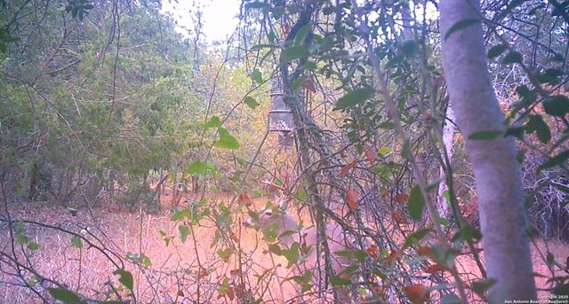 262 GANDER SLOUGH RD, Kingsbury, TX 78638