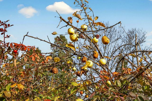 270 Morton Street, Ashland, OR 97520