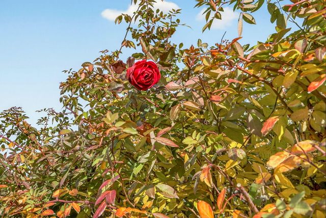 270 Morton Street, Ashland, OR 97520