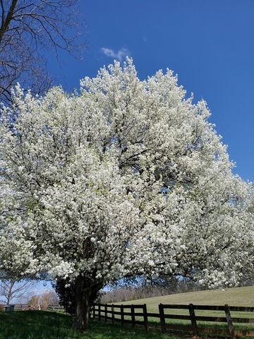 4929 Snow Creek Rd, Santa Fe, TN 38482